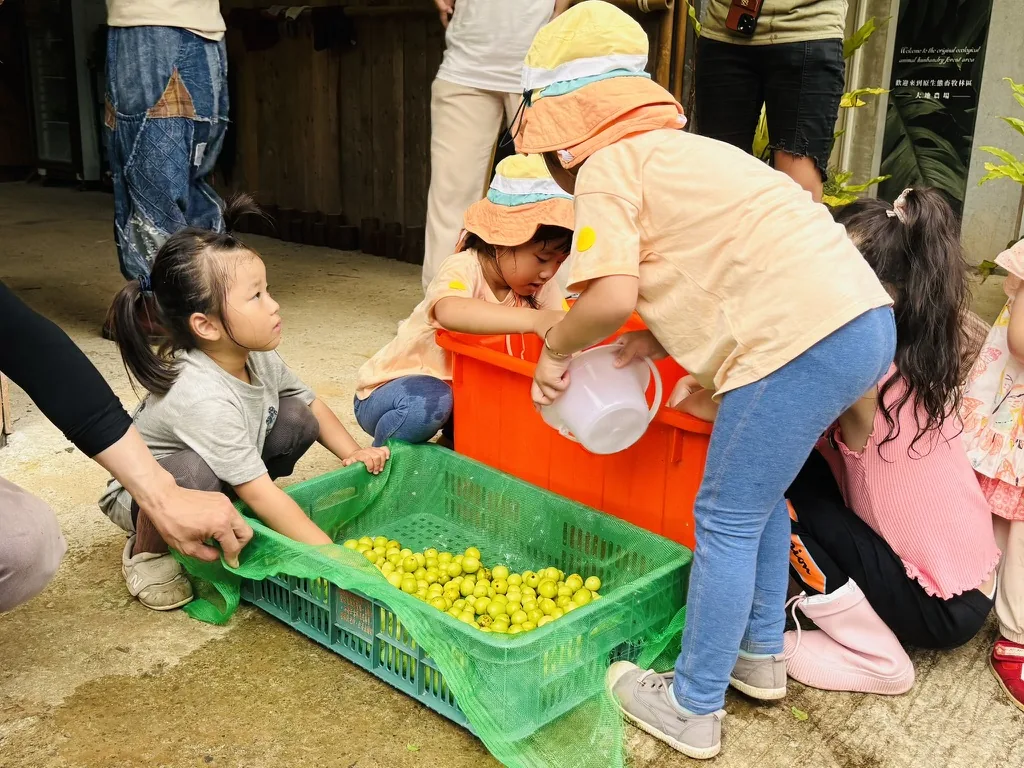 親子在老師引導下一起處理梅子